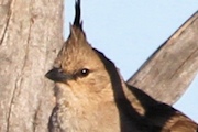 Chiming Wedgebill (Psophodes occidentalis)
